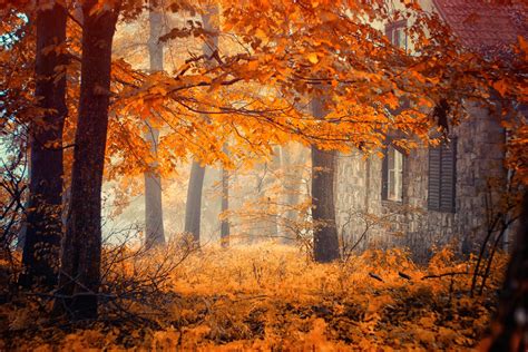 Autumn Wood Wallpapers - Wallpaper Cave