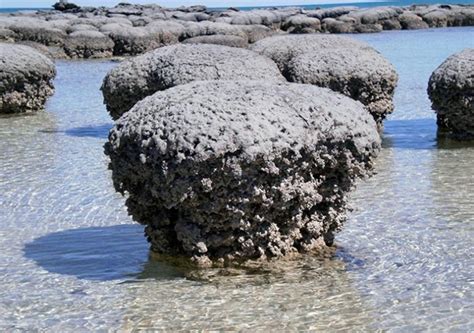 Stromatolites – Fossils of Earliest Life on Earth – May Owe Their Very Existence to Viruses