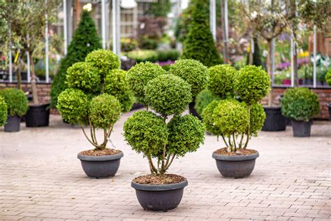 Ilex crenata - Pom Pom - Pavilion Specimen Plants