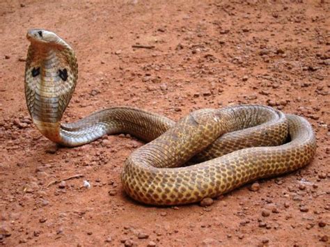 Les 10 serpents les plus venimeux du monde