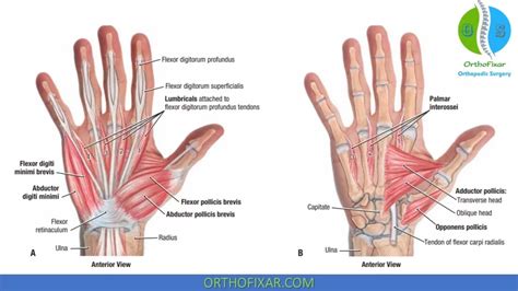 Hand Anatomy: Bones & Muscles Full Review | OrthoFixar 2024