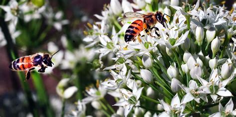 Entomology professor explains how homeowners, gardeners can help bee ...