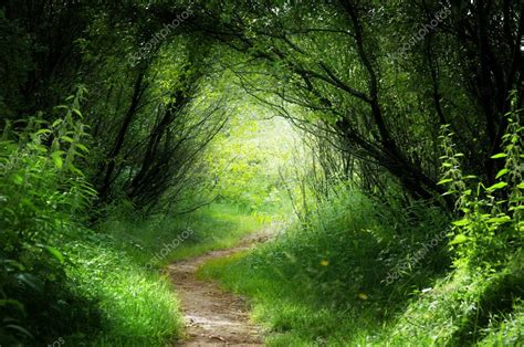 Way in deep forest Stock Photo by ©Iakov 6583753