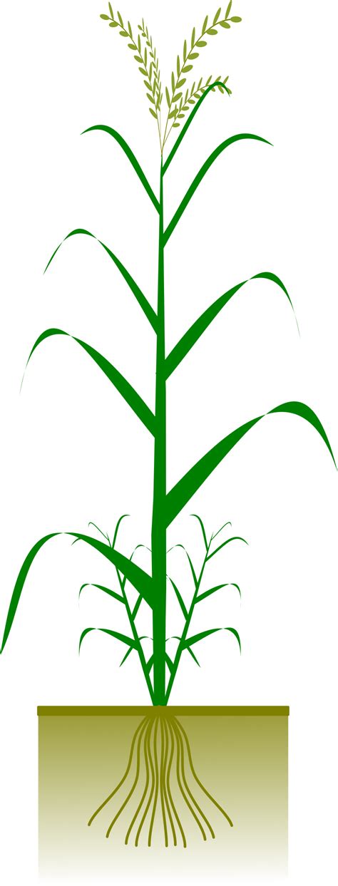 Clipart - Cereal plant