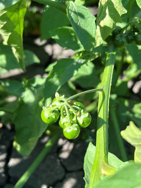 Nightshade berries. Source Dan Bolton Hensall – Manitoba Pulse & Soybean Growers