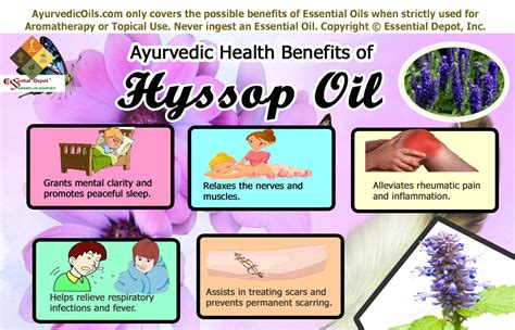 Health benefits of Hyssop essential oil | Essential Oil