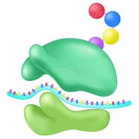 Ribosome function simple. stock vector. Illustration of nucleus - 231116983