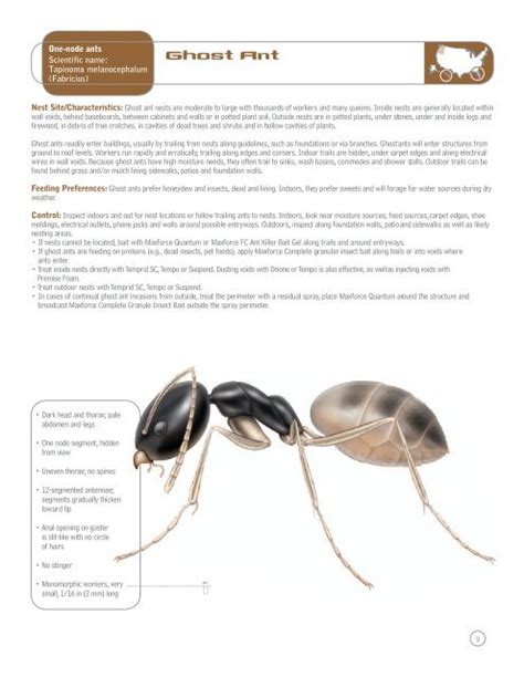 One-node ants Scientific