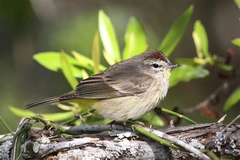 Palm Warbler – birdfinding.info