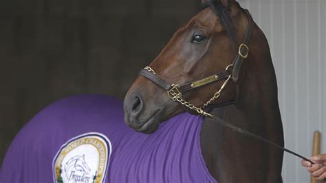 Kentucky Derby 2016: Nyquist back on top as betting favorite for Run for the Roses - SBNation.com