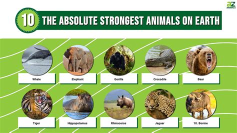 The 10 Absolute Strongest Animals on Earth: Pure Force From Land to Sea - A-Z Animals