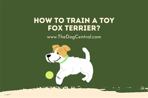 How to Train a Toy Fox Terrier? | The Dog Central