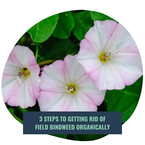 Control Field Bindweed Organically — Landganics