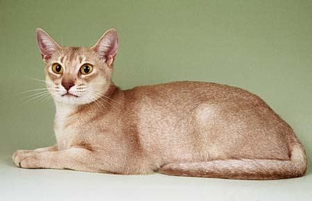 Abyssinian Cat Fawn - Cat and Dog Lovers