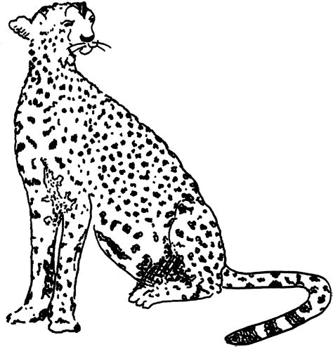 Free Cheetah Coloring Pages