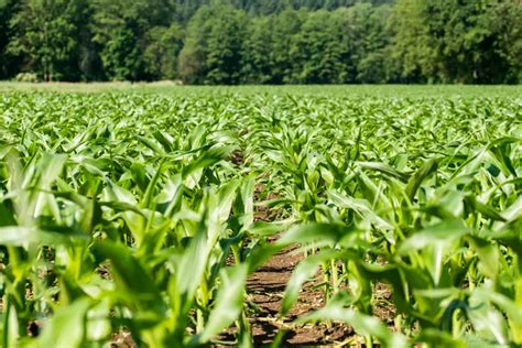 Spacing Guide For Planting Corn