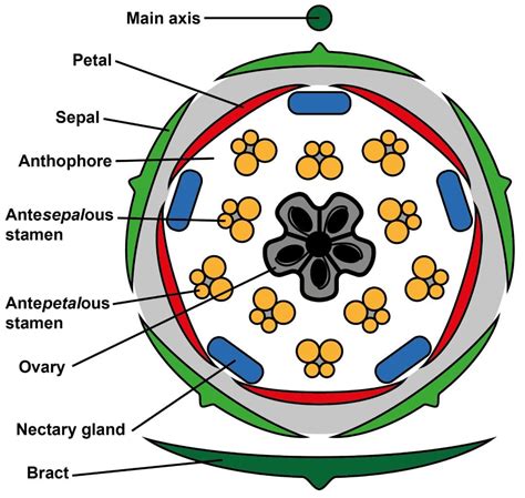 [DIAGRAM] Carnation Floral Diagram - MYDIAGRAM.ONLINE