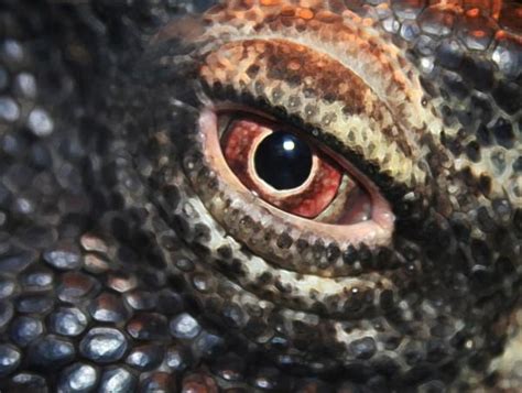 Komodo Dragon Eye by Linda Sannuti in 2020 | Komodo dragon, Komodo, Dragon eye