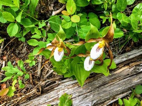 3 Types Of Brown Orchids - A-Z Animals