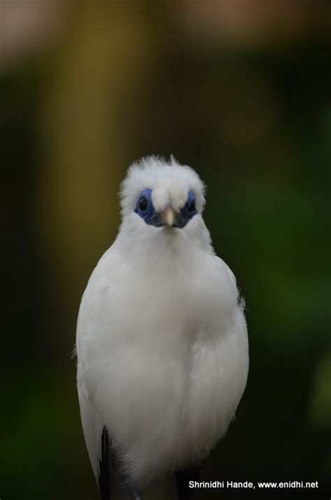 Bali Starling (aka Bali Myna) at Hong Kong Park aviary - eNidhi India Travel Blog