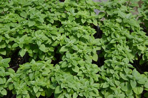 Greek Basil seeds (Ocimum basilicum "minimum")