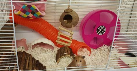 Hamsters as Pets