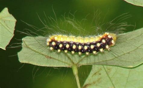 White Flannel Moth (caterpillar) - Norape cretata - BugGuide.Net