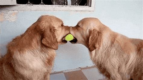 Funny Animals (16 gifs)