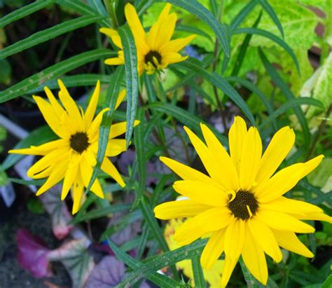 Helianthus 'Autumn Glory' (perennial sunflower) - lovely clear yellow blooms :) | Perennial ...