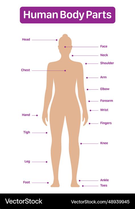 Human body parts medical diagram with female model