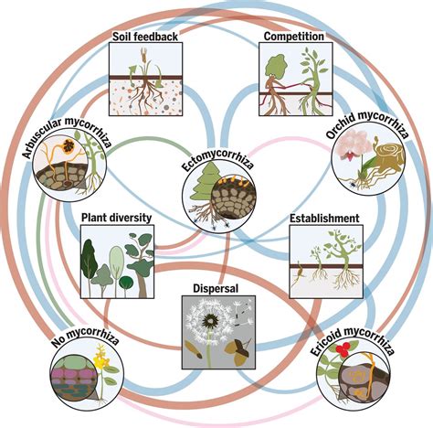 Review: How mycorrhizal associations drive plant population and ...