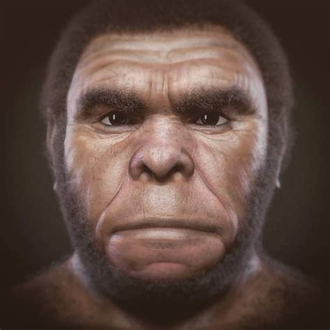 Category:Early hominids | Fossil Wiki | Fandom