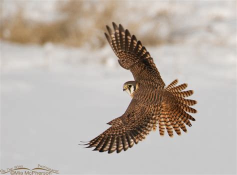 Female American Kestrel in flight – Mia McPherson's On The Wing Photography