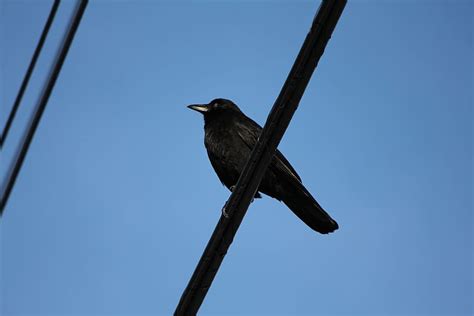 black, crow, cable, bird, blue sky, animal themes, animal, animal wildlife, CC0, public domain ...