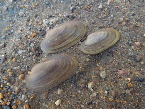 eDNA and the Salamander Mussel – Urban Biotic Assessment Program (UBAP)