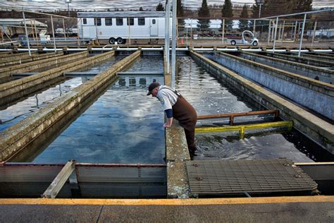 California Fish Hatcheries Juggle Efforts Amid Fires | BDOutdoors | Bloodydecks