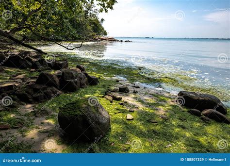 Beach on Pulau Ubin, Singapore Stock Image - Image of scenery, tree ...