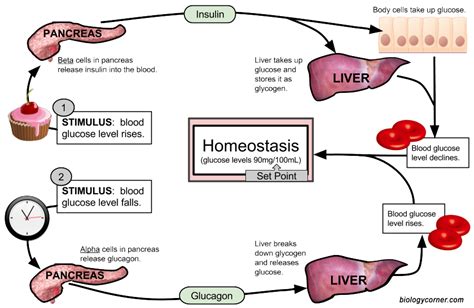 Homeostasis - Physio - SCIENTIST CINDY