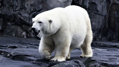 400+ Catchy Polar Bear Names + (Name Generator)2024