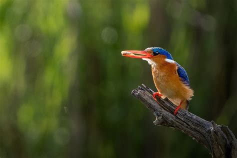 Sony 200–600mm Lens: User Guide for Wildlife Photographers