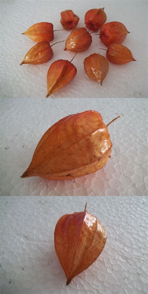 Nine dried Chinese Lantern seed pods from Physalis alkekengi plants, for crafts | eBay | Seed ...