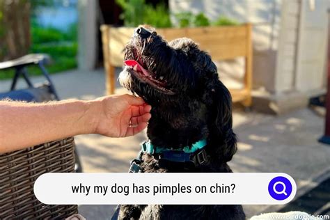 Why My Dog Has Pimples on Chin? – Causes and Medication - SirDoggie.com