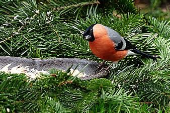 bullfinch, birds, winter, males, sitting, nature, red, garden | Pikist