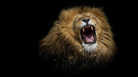 HD wallpaper: face, Leo, mouth, mane, the king of beasts, fangs, fan of samosas | Wallpaper Flare