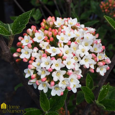 Viburnum x burkwoodii Burkwood Viburnum from Home Nursery