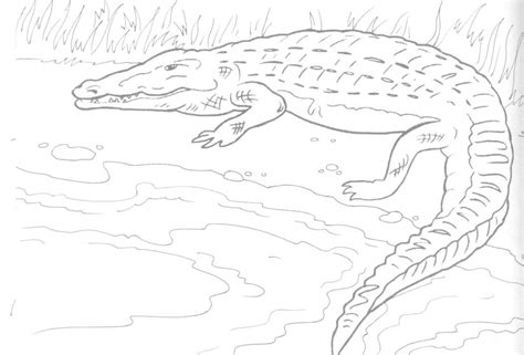 Free Printable Alligator Coloring Pages For Kids