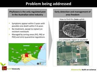 Detection and surveillance of phylloxera using qPCR | PPT