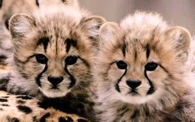 Animals Plants Rainforest: Baby cheetah facts and information