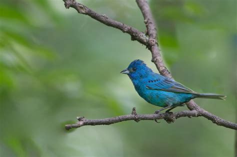 Back in the U.S.A.: Indigo Bunting