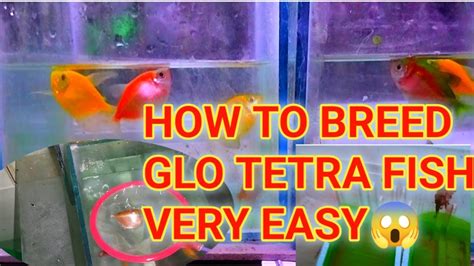 how to breed Glo tetra very easy #viral #breeding #trending - YouTube